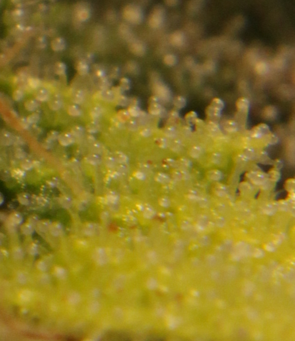 Growreport Bild 8