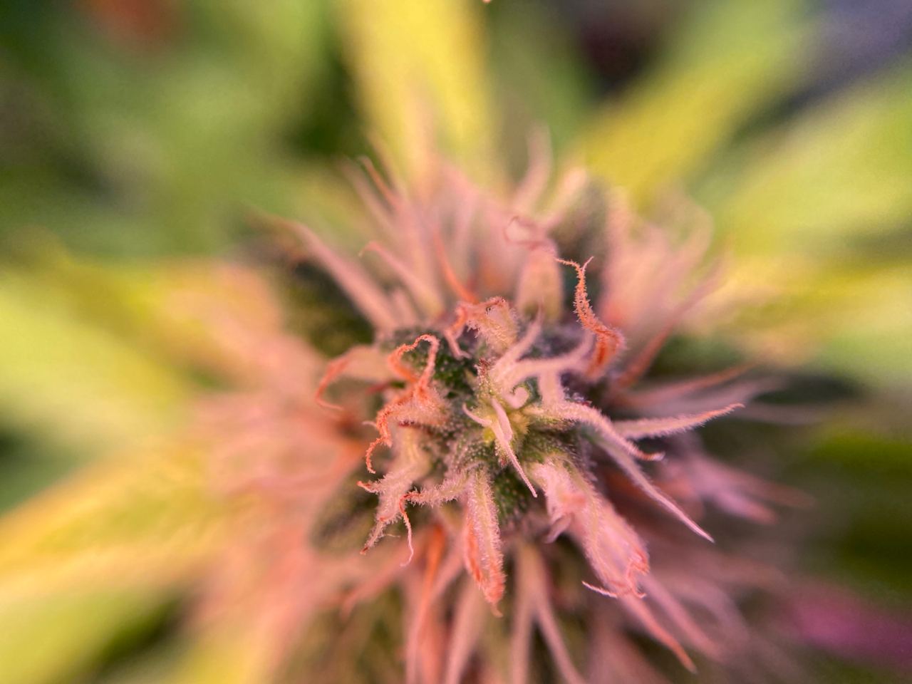 Growreport Bild 1