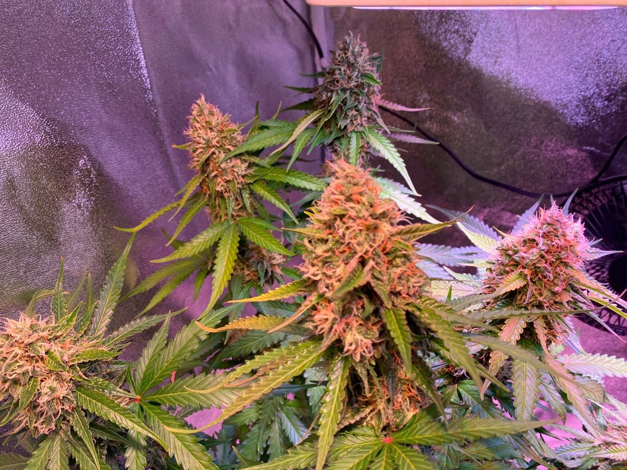 Growreport Bild 5
