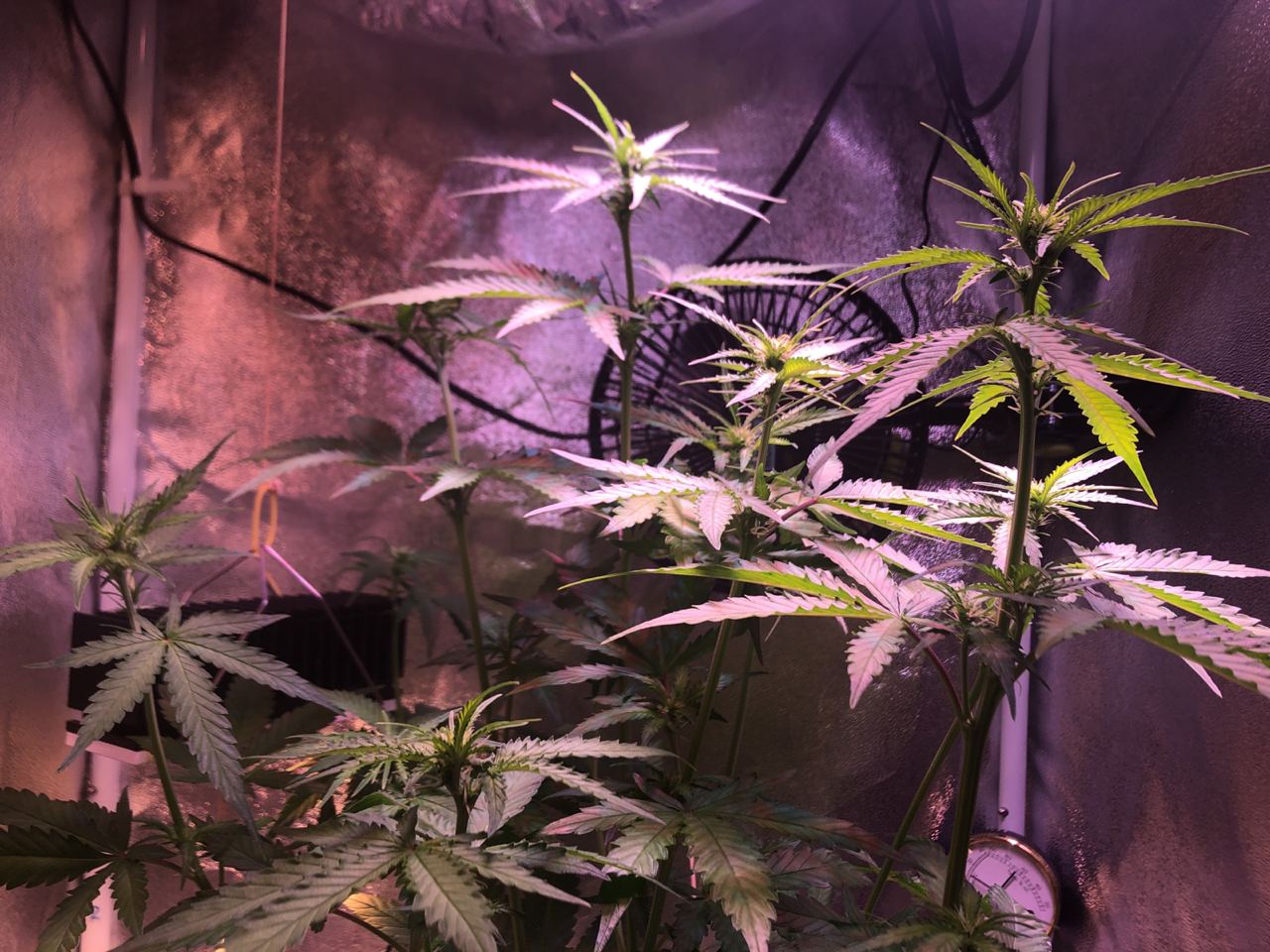 Growreport Bild 33