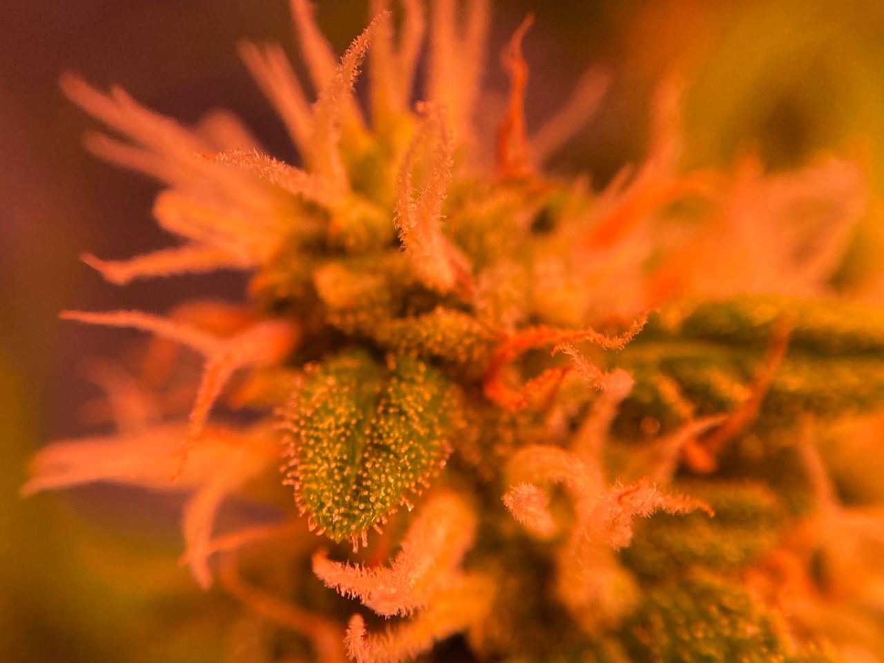 Growreport Bild 4