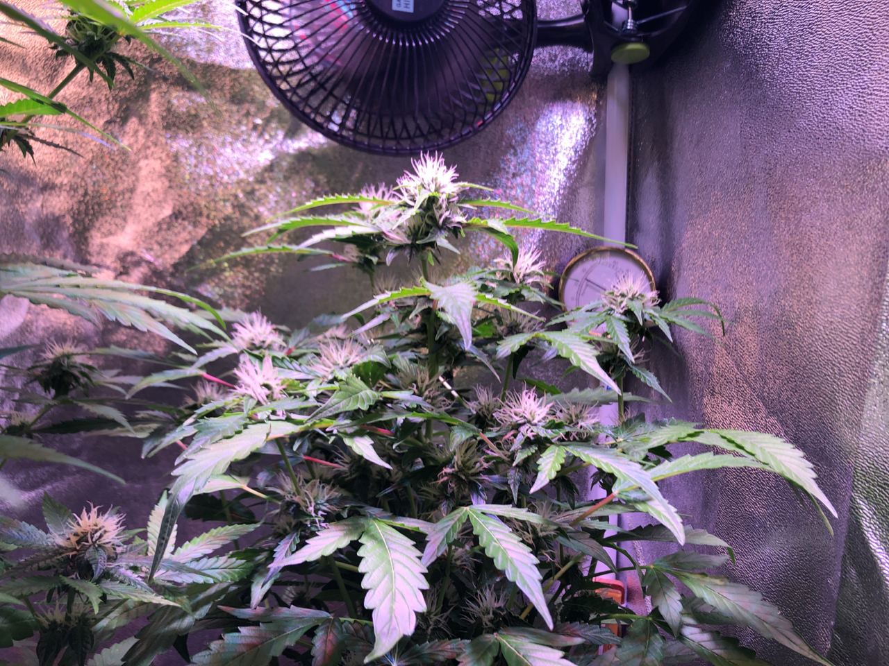 Growreport Bild 2