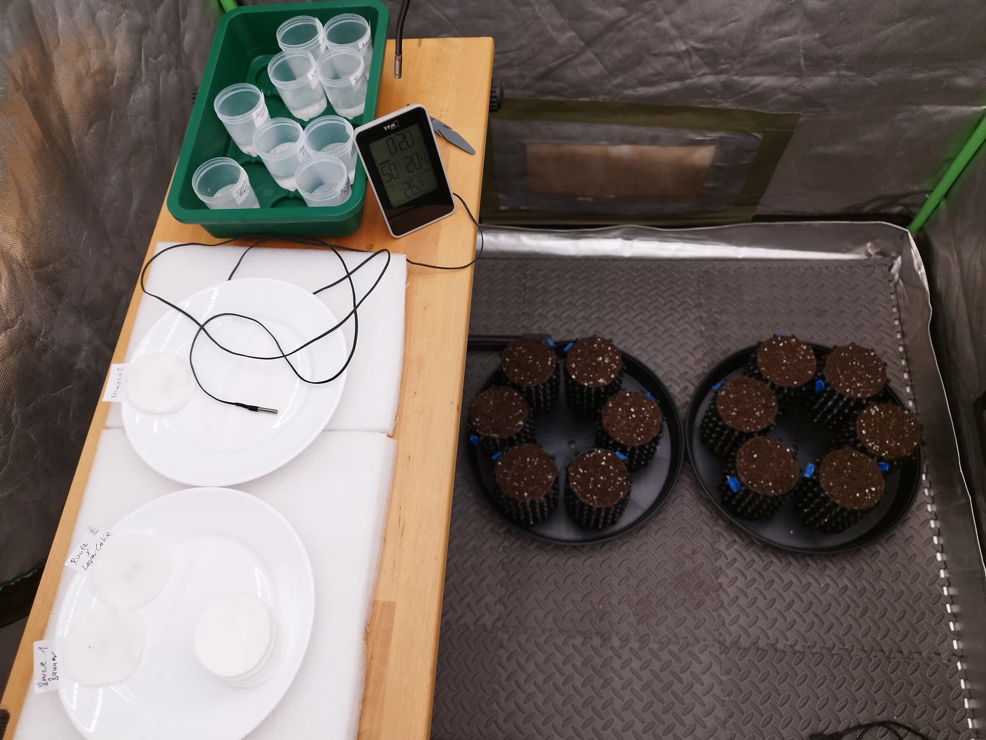 "Crazy -Sativa + Indicahybriden + Autoflower im Nebenzelt- Grow ...