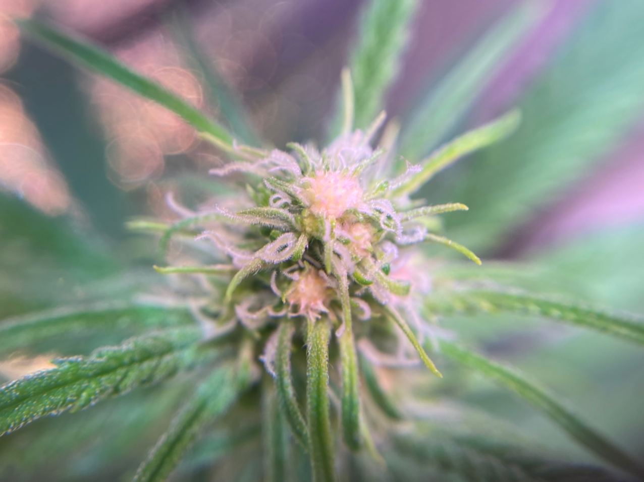 Growreport Bild 2