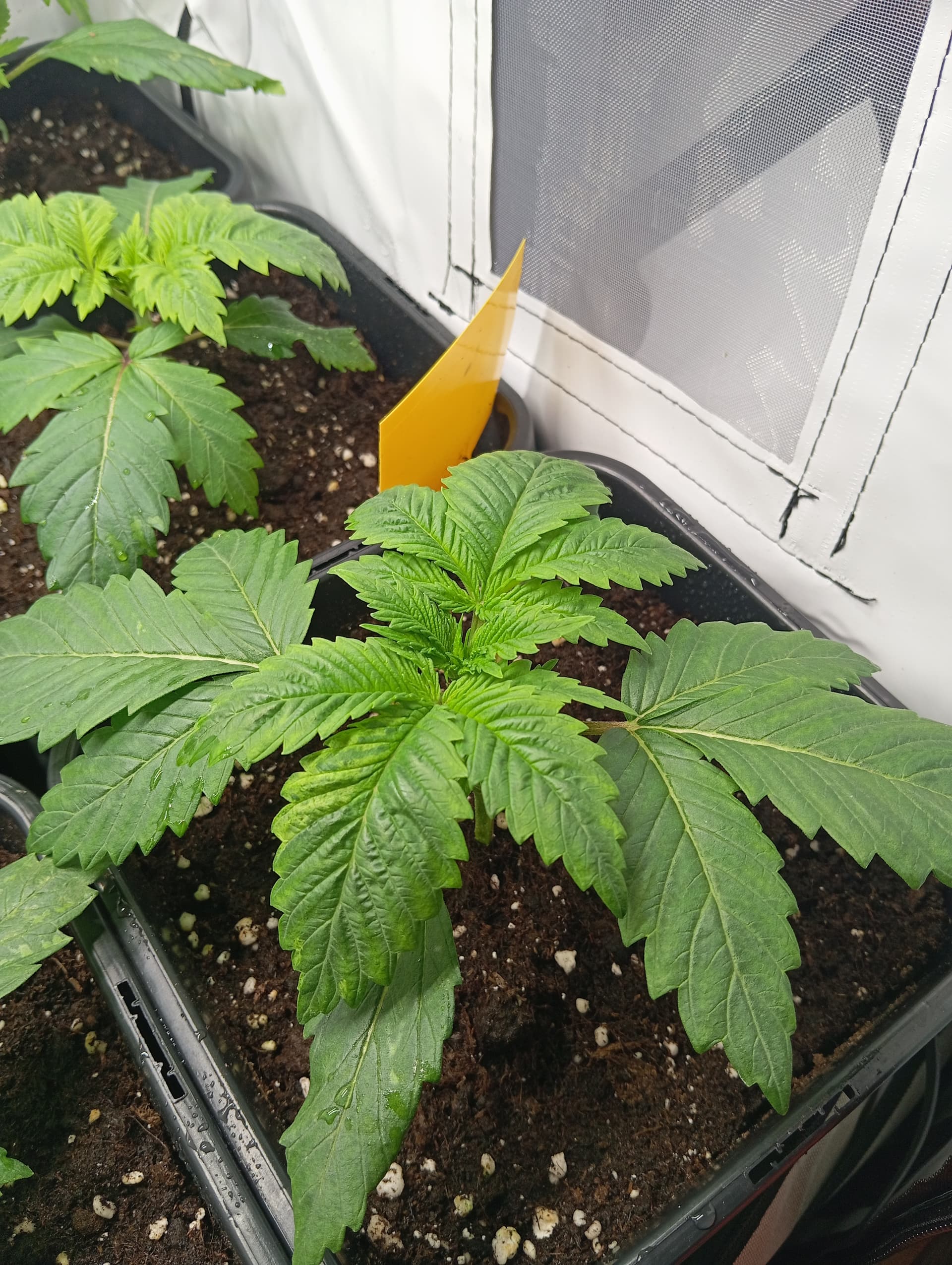 Blätter werden gelb an den Rändern GrowProbleme Forum