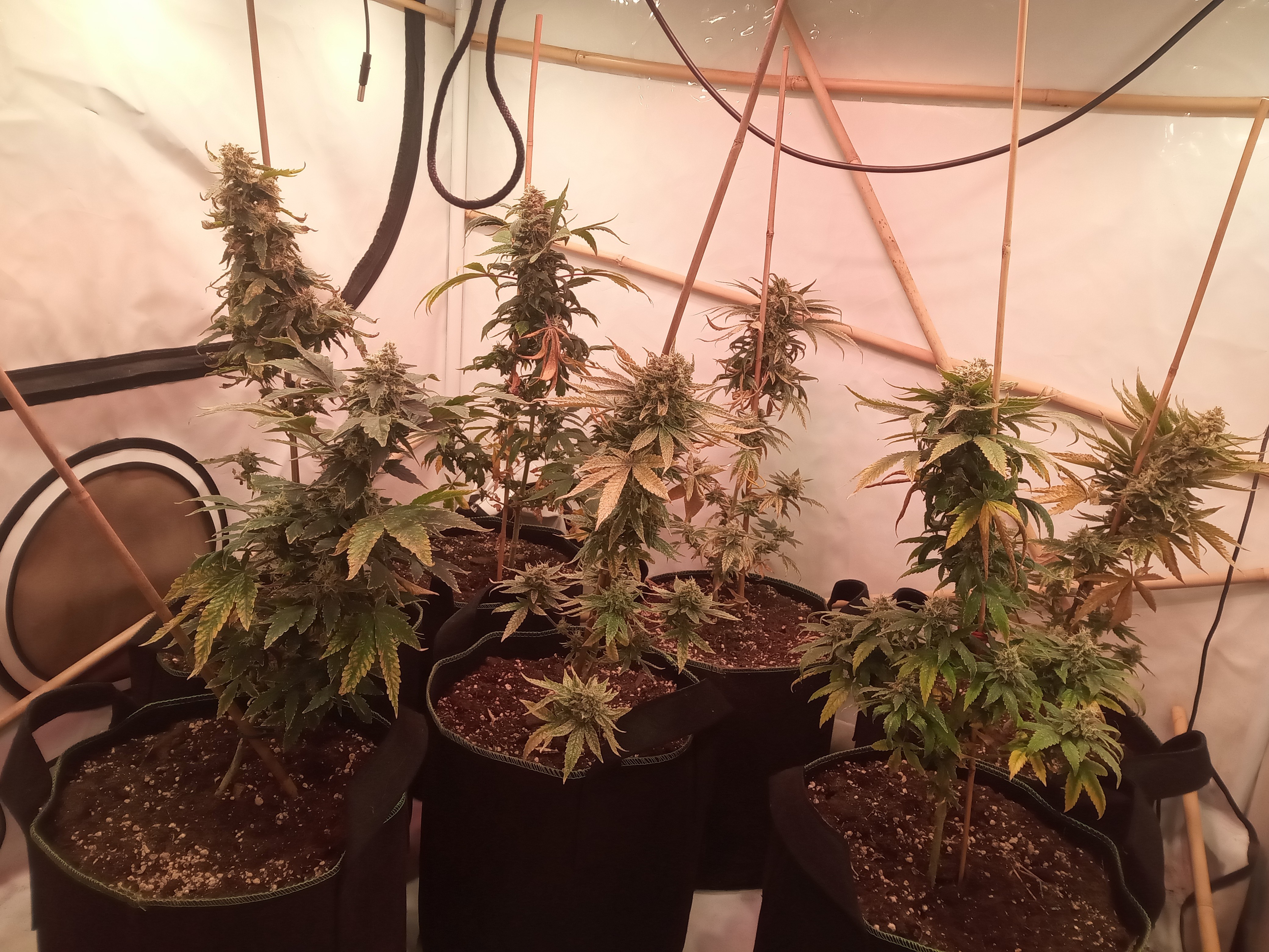 IMG_20211019_174117_793