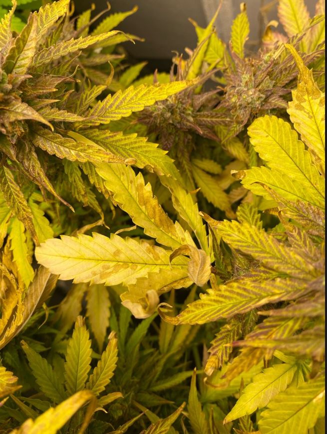 Growreport Bild 3