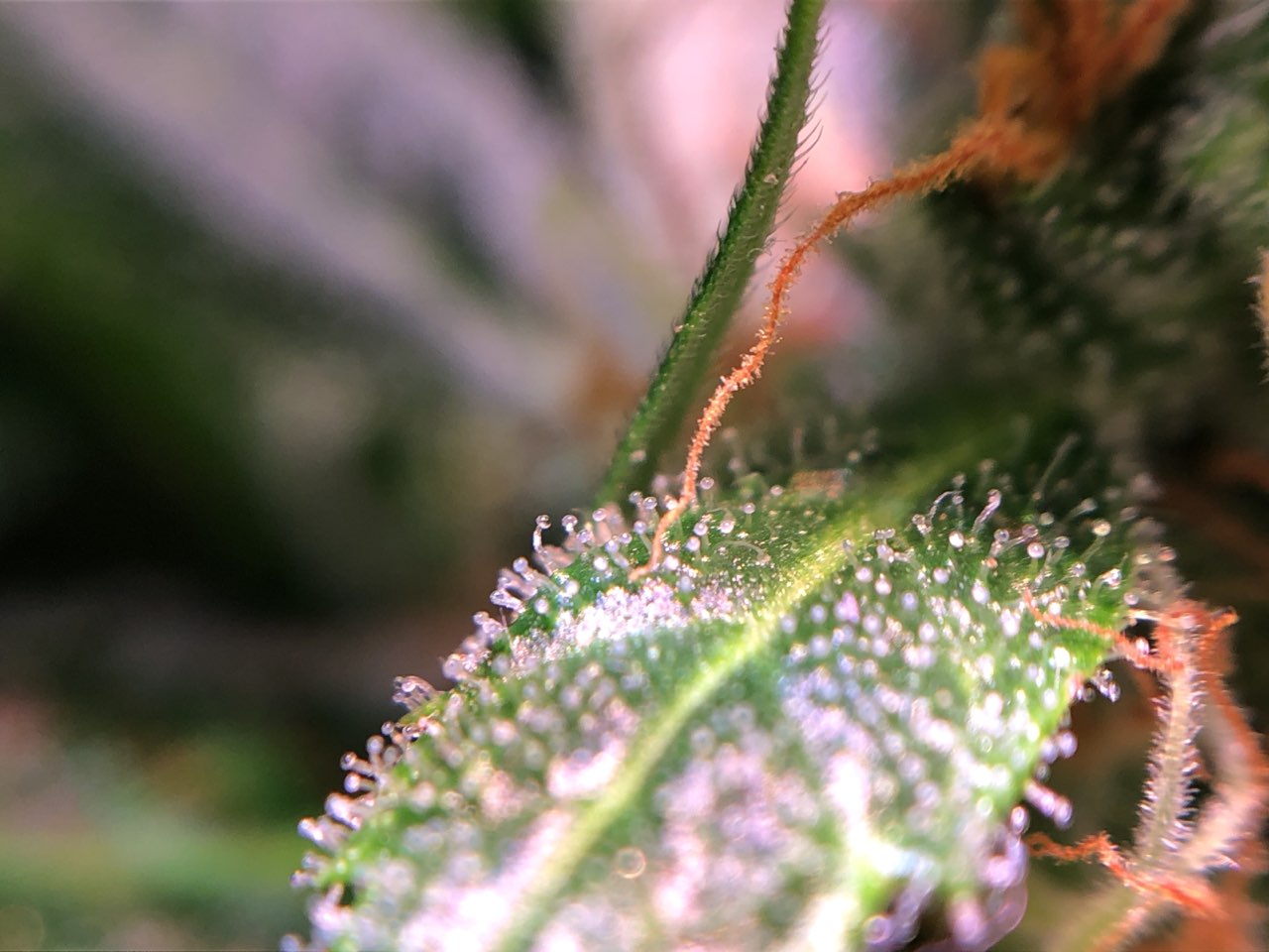 Growreport Bild 16