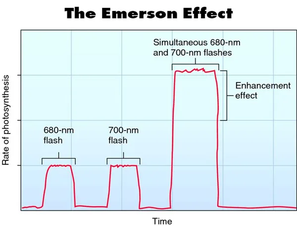 the-emerson-effect-incresed-photosynthesis-faster-growth-spectrum-chart-graph-light.jpg