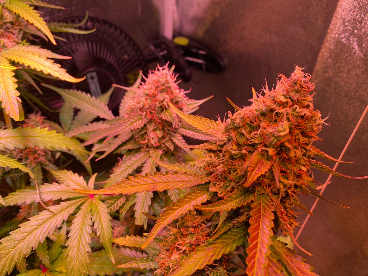 Growreport Bild 56
