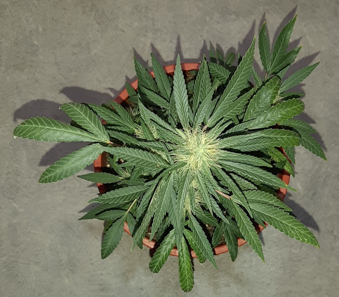 Growreport Bild 8
