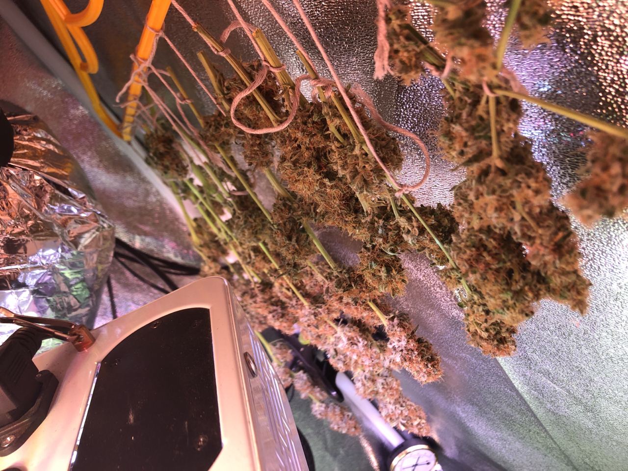 Growreport Bild 51