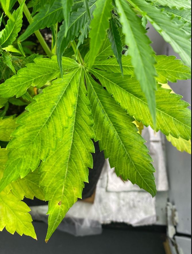 Growreport Bild 2