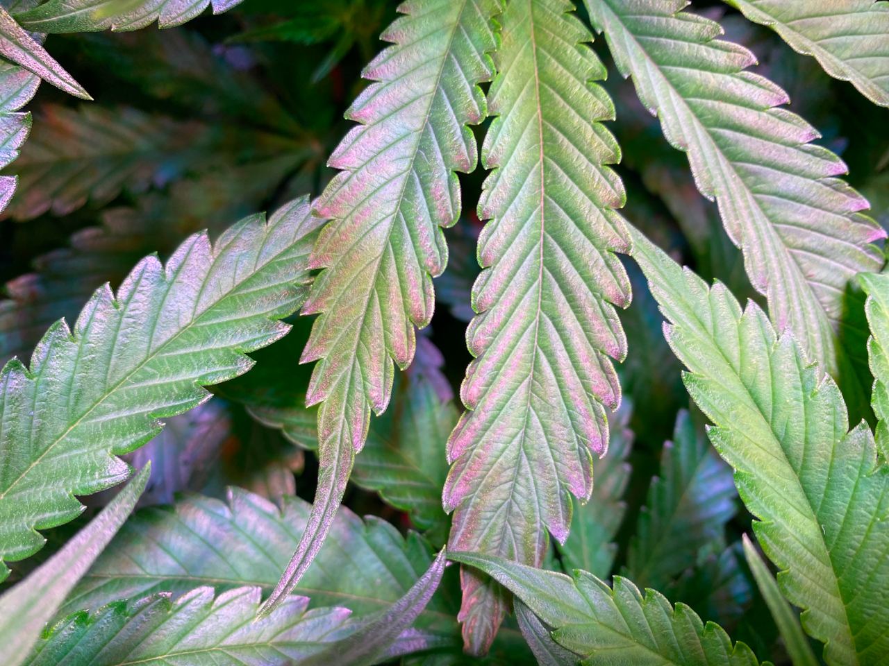 Growreport Bild 8