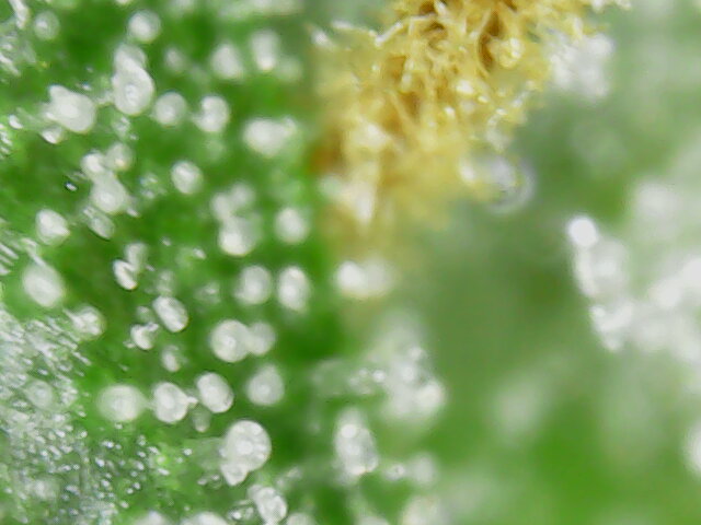 nachschlag_1_micro_2