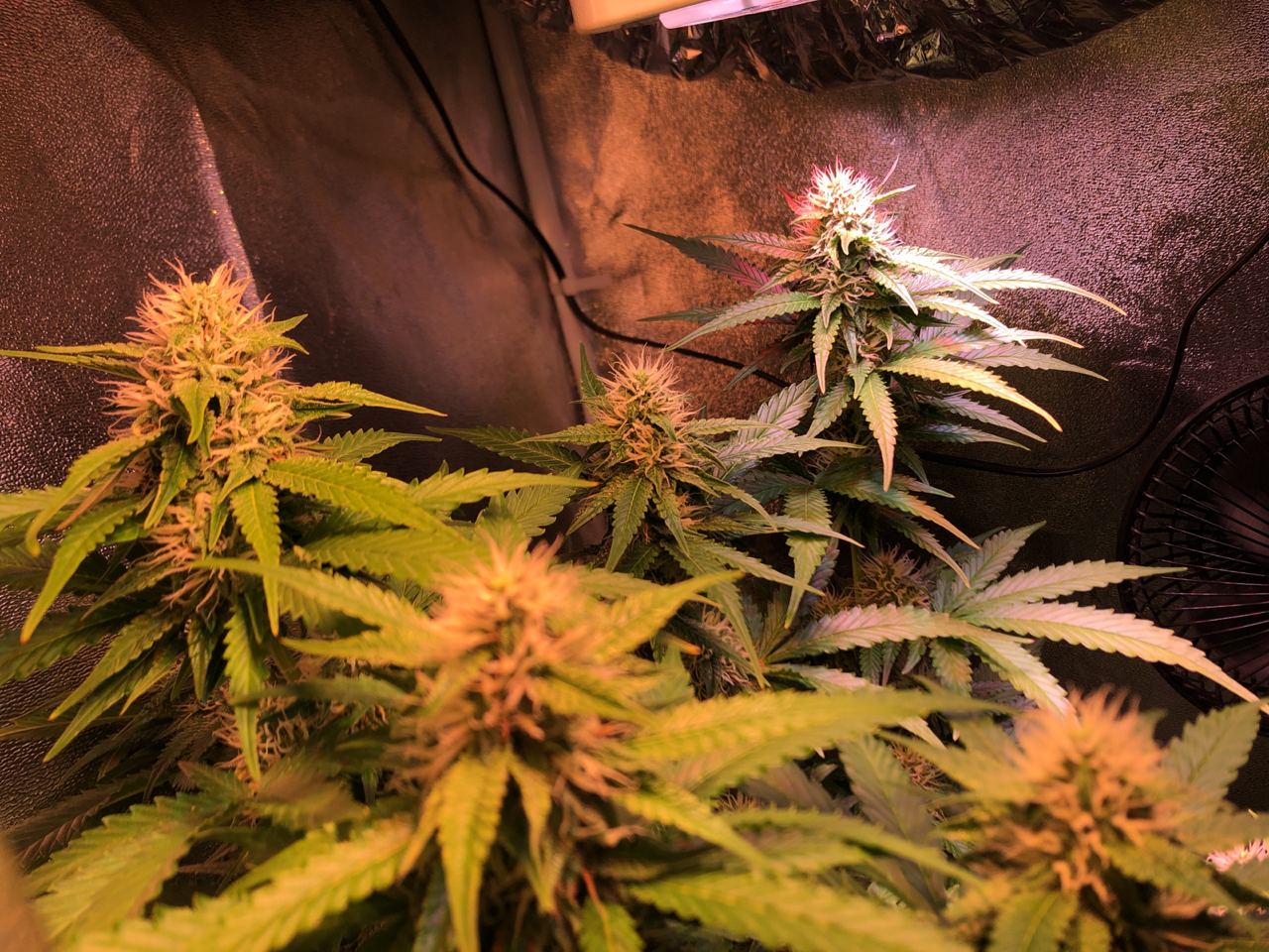 Growreport Bild 5