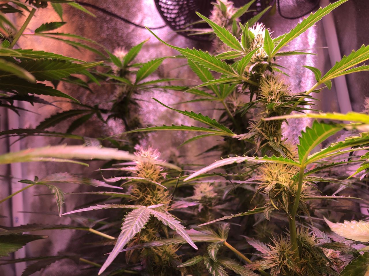Growreport Bild 42
