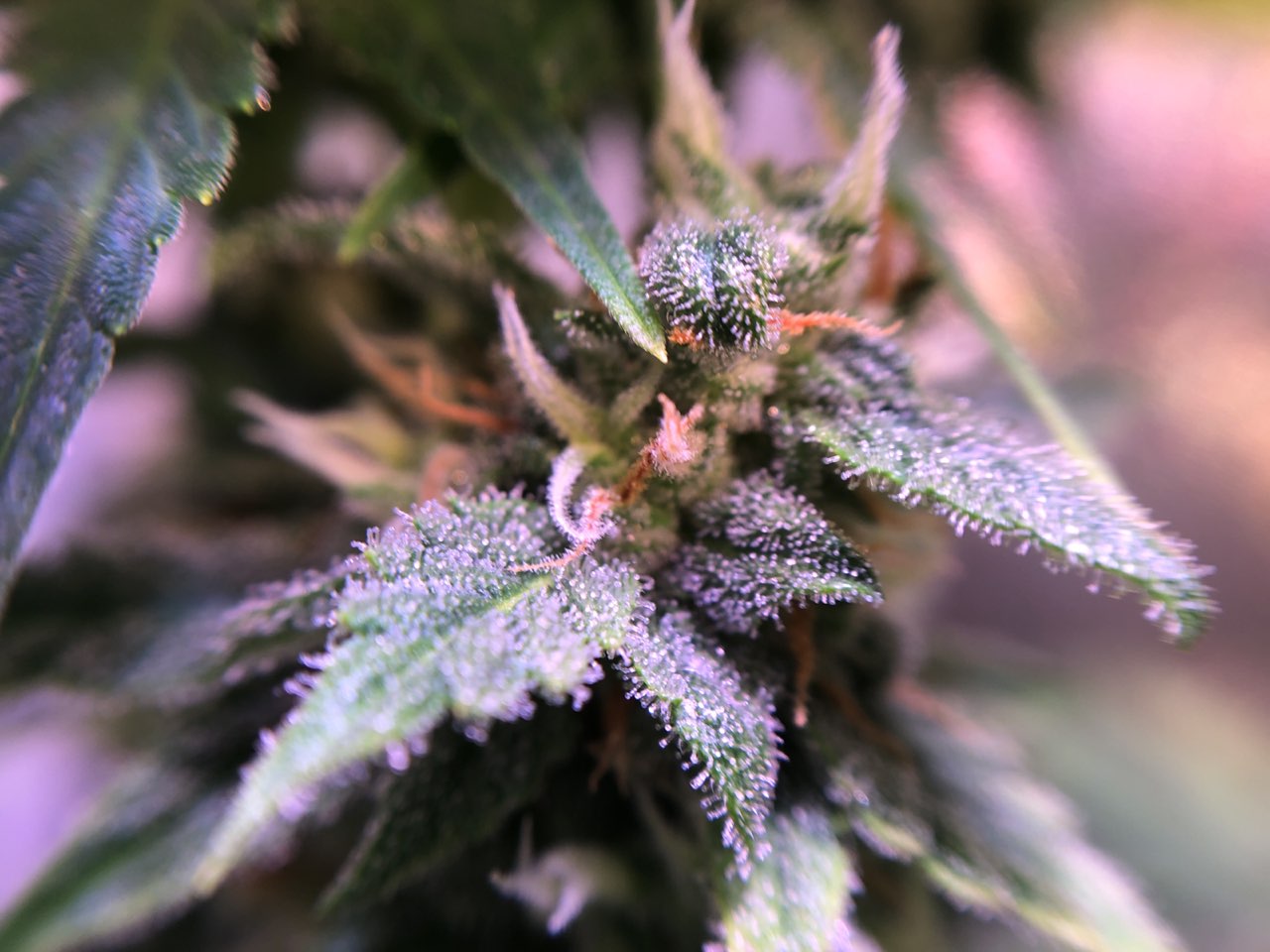 Growreport Bild 11