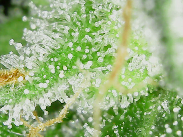 tag86_hauptbud_mikro_2