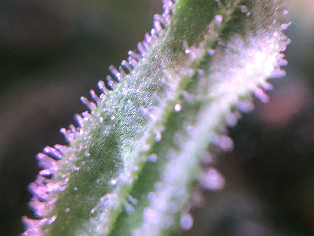 Growreport Bild 26