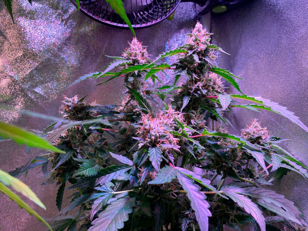 Growreport Bild 49