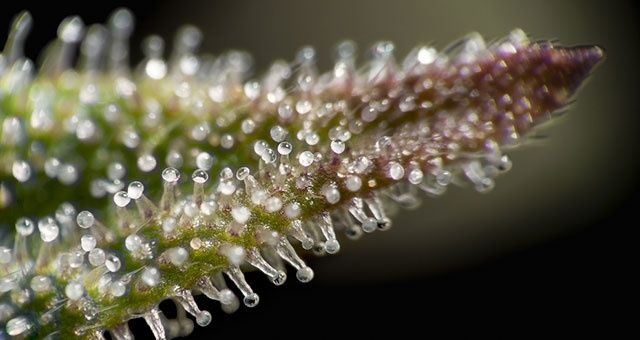 When-to-Harvest-Cannabis-The-trichome-method