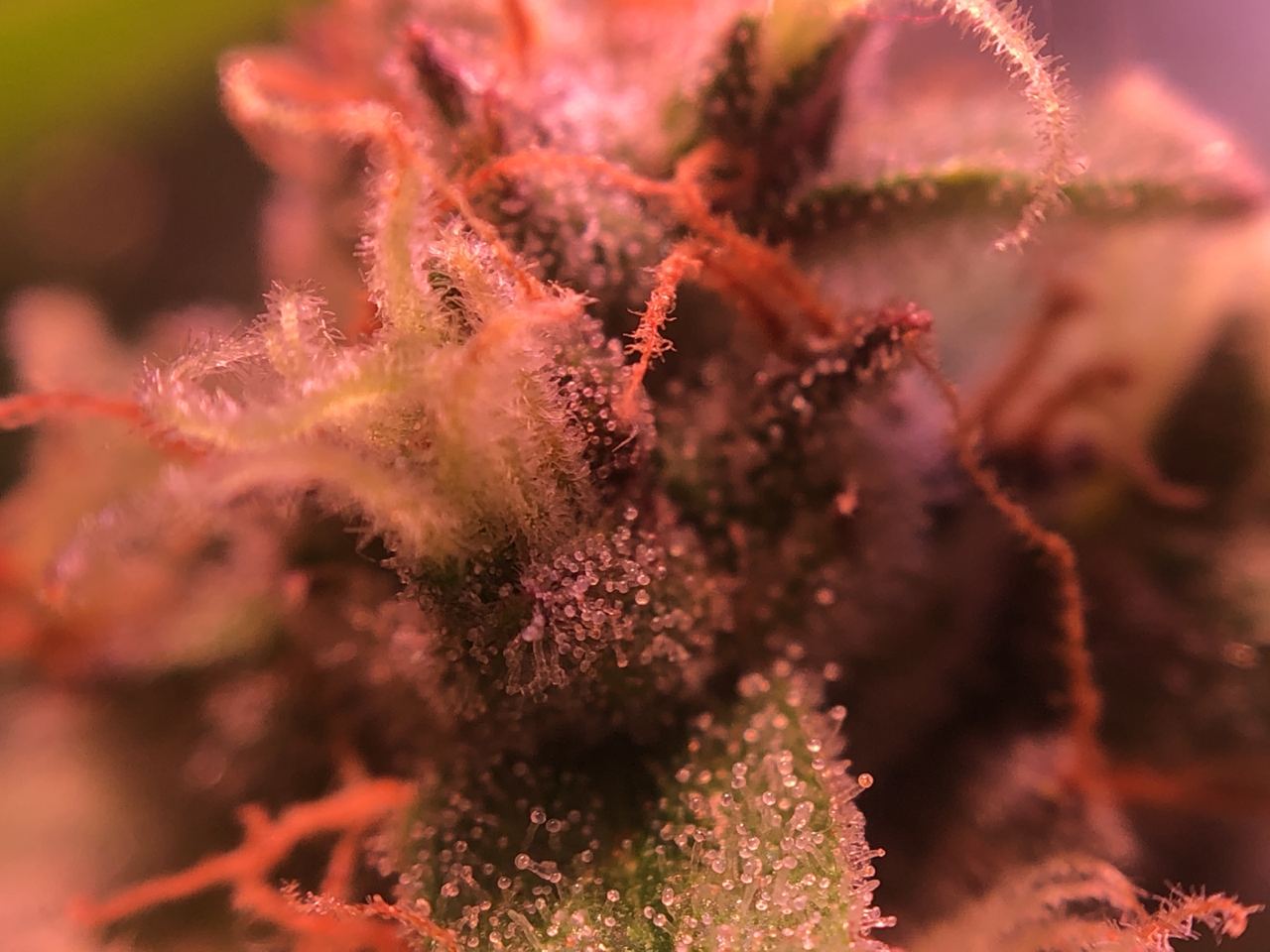 Growreport Bild 53