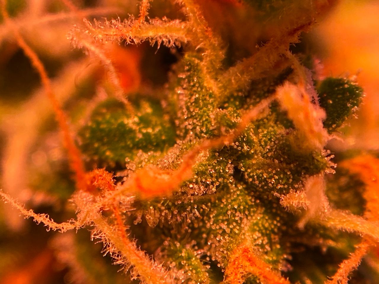Growreport Bild 23