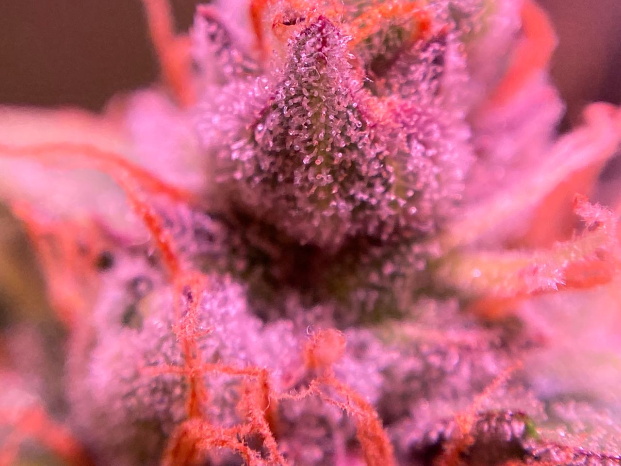 Growreport Bild 54