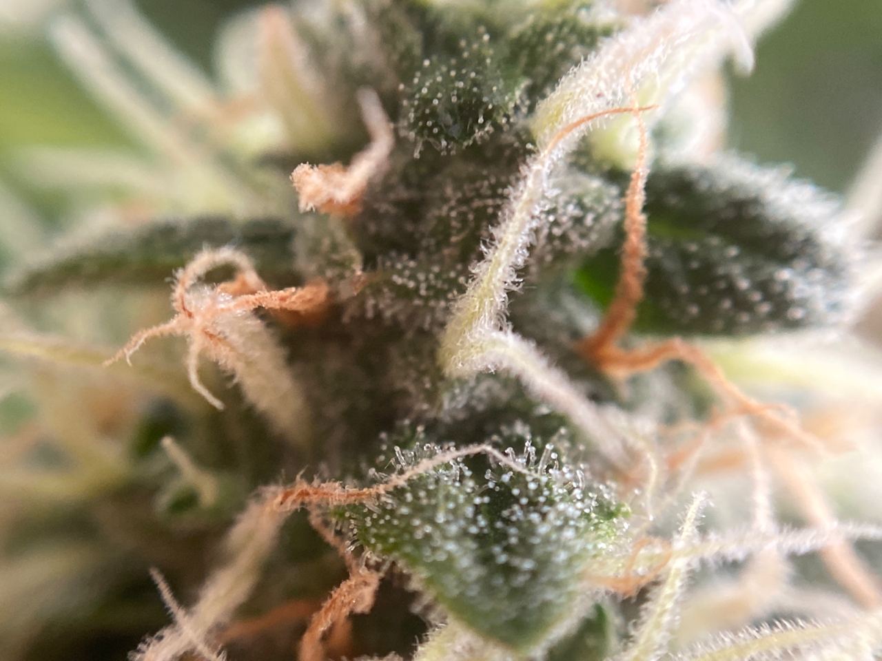 Growreport Bild 6