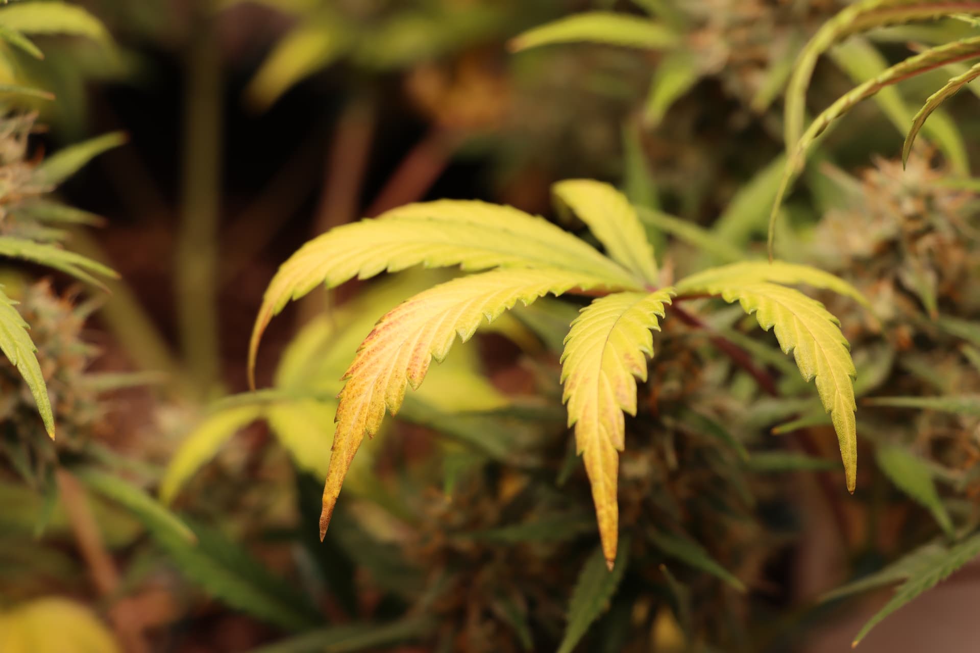 Lilafärbung der Stängel sowie der gelblichen Blätter kurz vor Ernte GrowProbleme Forum