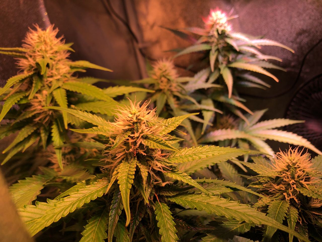 Growreport Bild 3