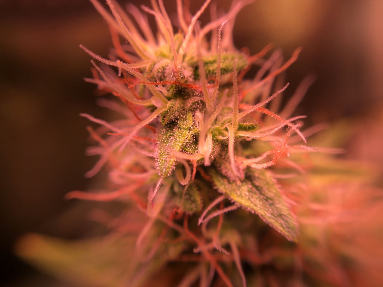 Growreport Bild 4