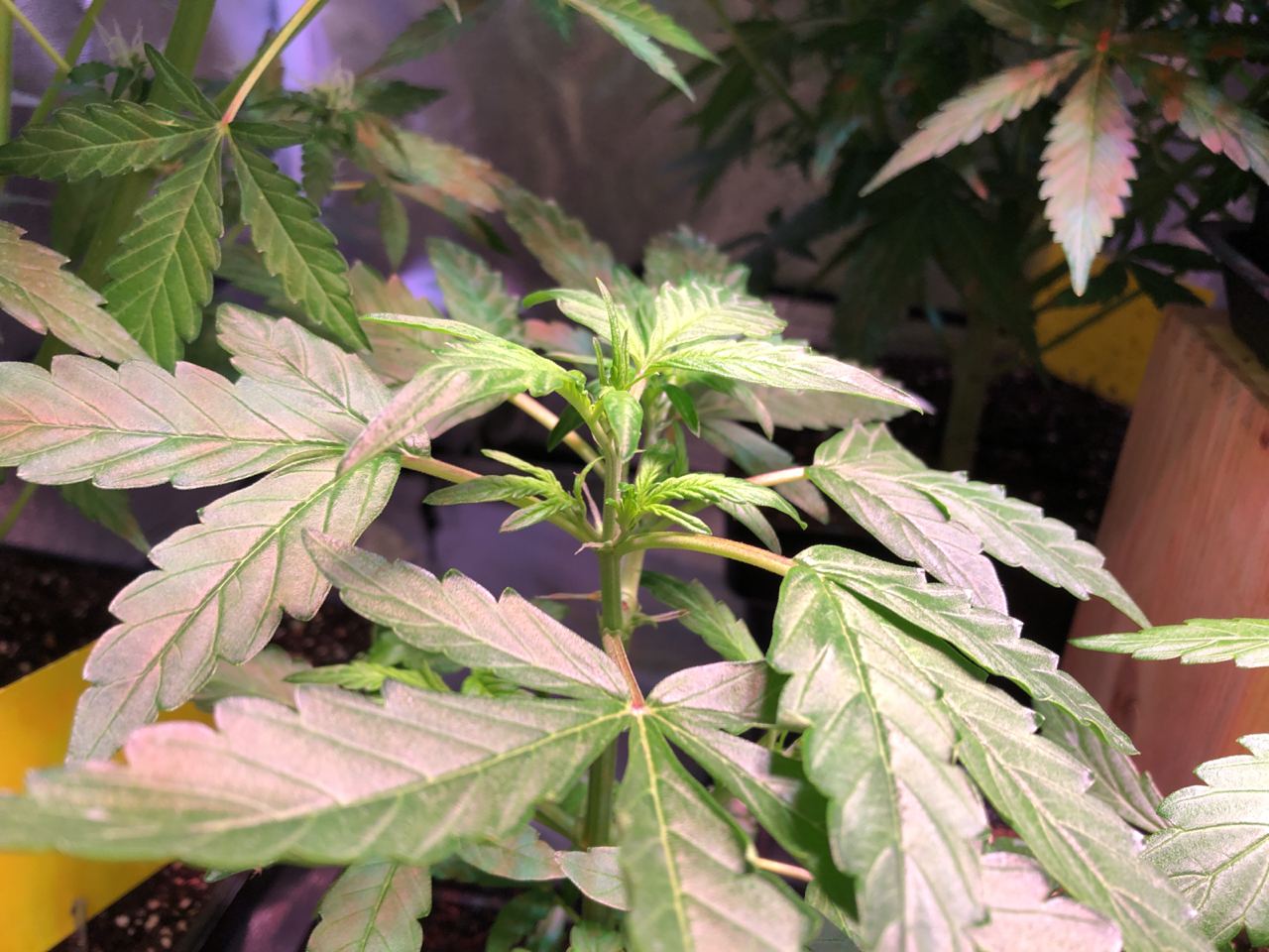 Growreport Bild 40