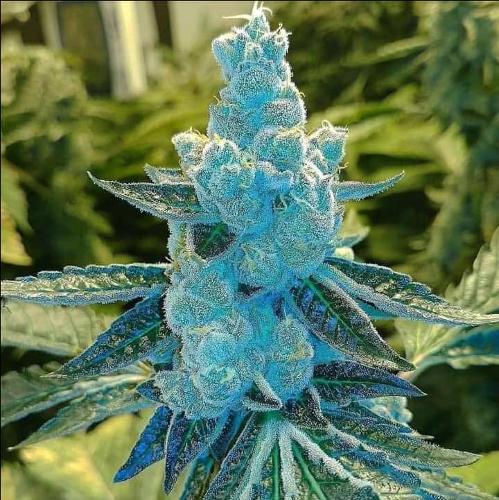 Growreport Bild 13