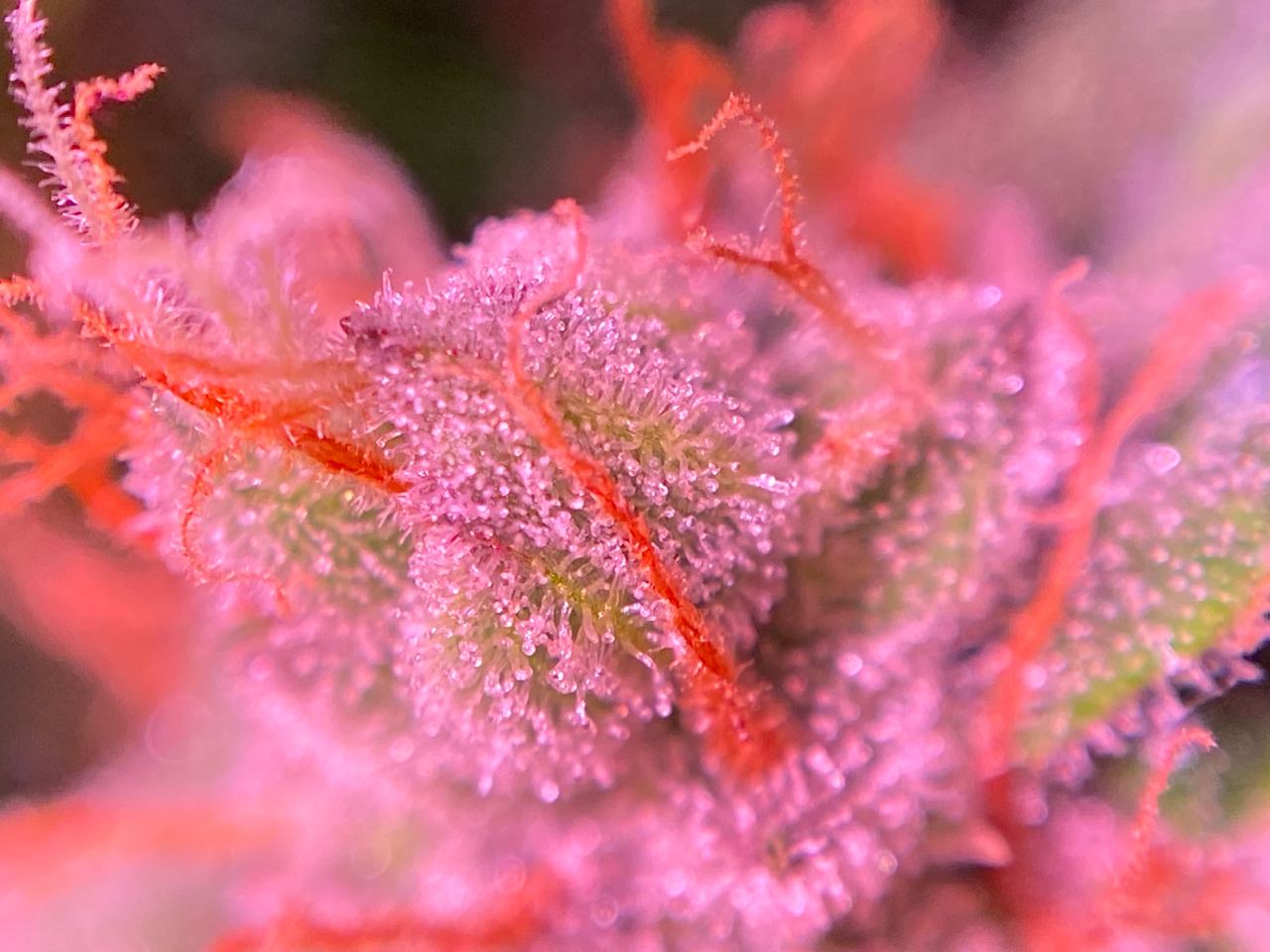 Growreport Bild 52