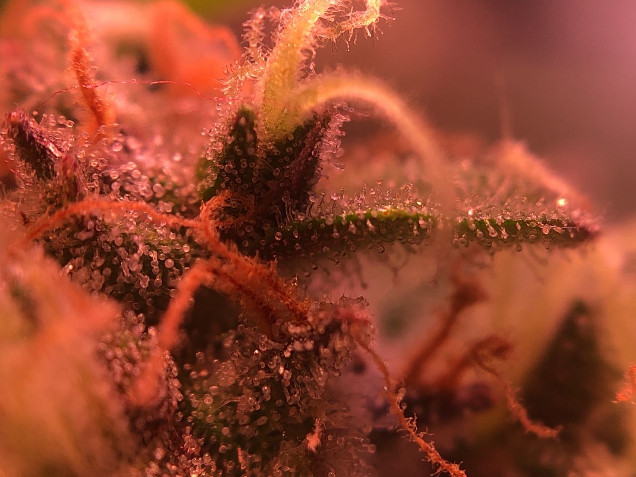 Growreport Bild 54