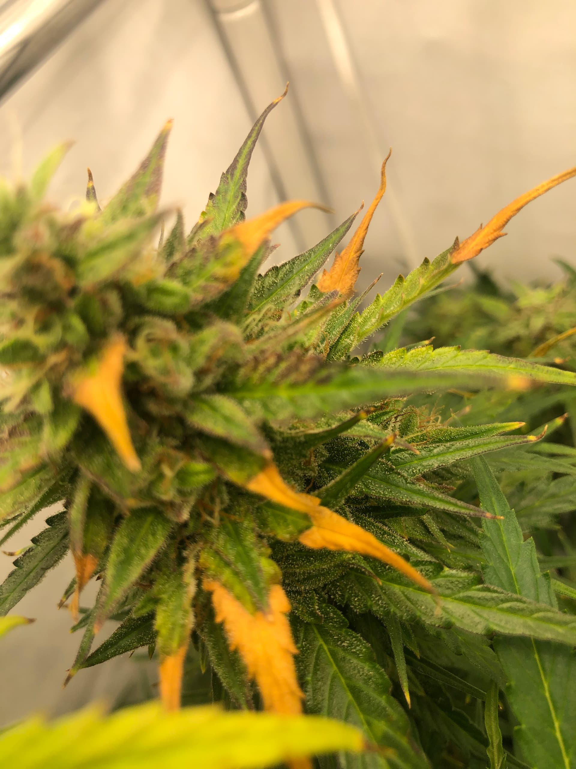 6 Blüte Woche. 1 Dame bekommt gelb/braune Blätter. Ist das normal? Anfänger Forum