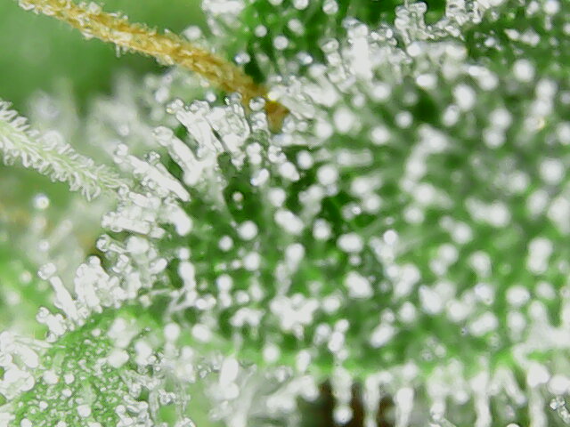 nachschlag_0_micro_2