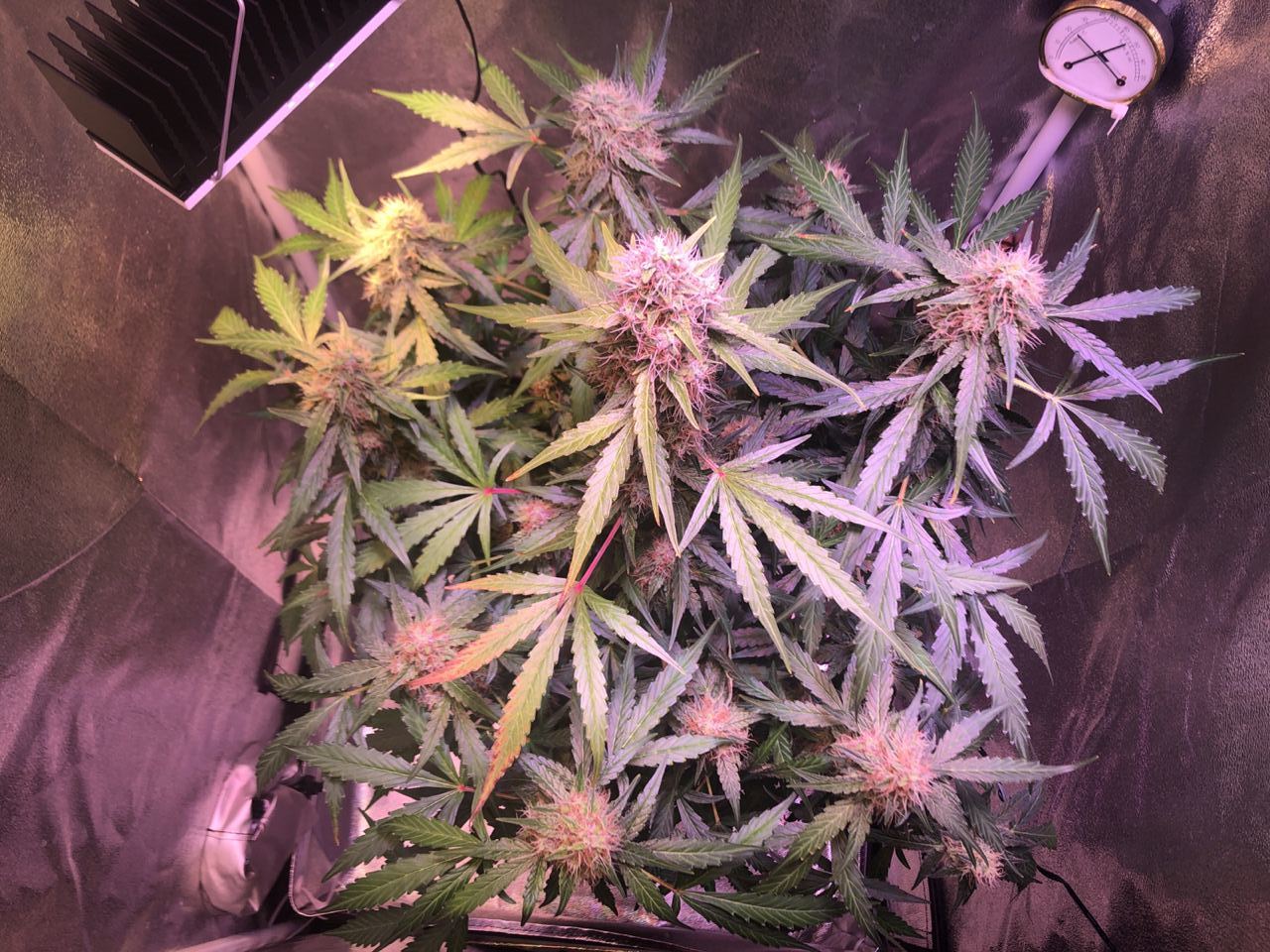 Growreport Bild 22