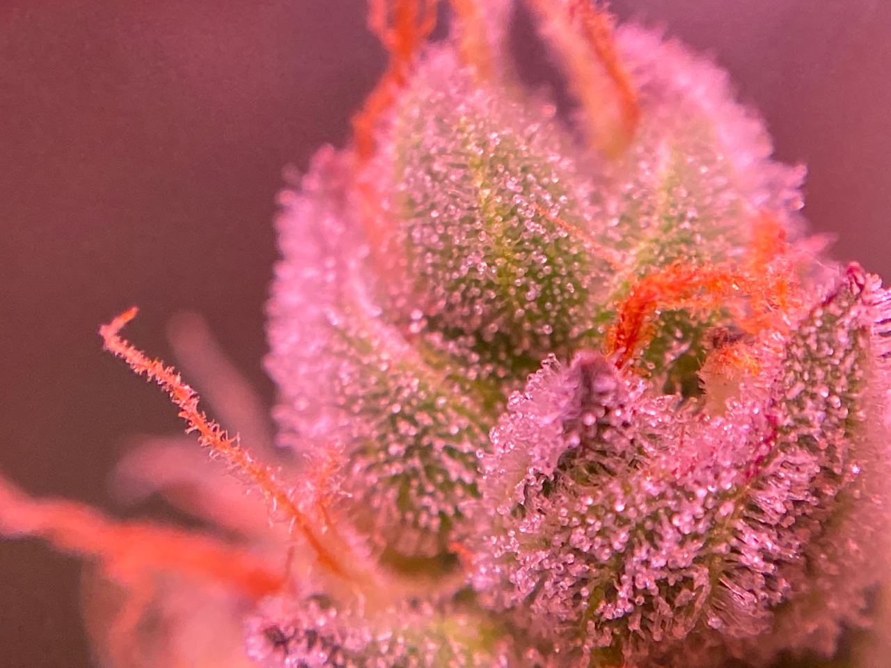 Growreport Bild 19