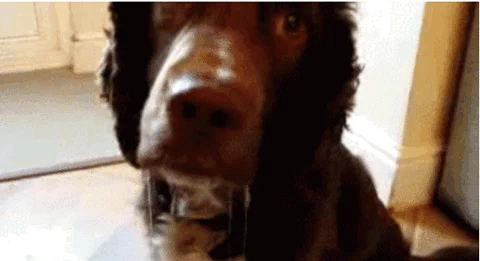 drool GIF