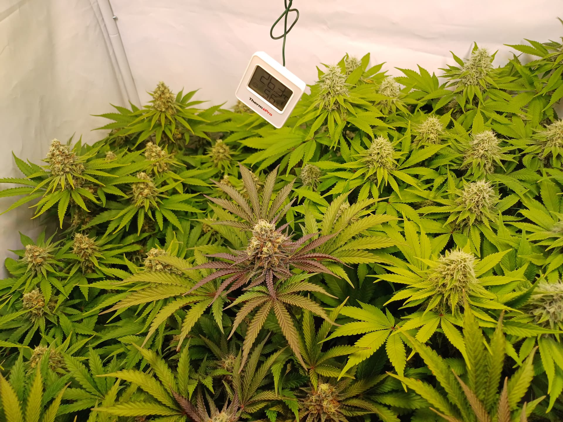Trichome Bernstein Häärchen weiß? Früher fertig? Anfänger Forum