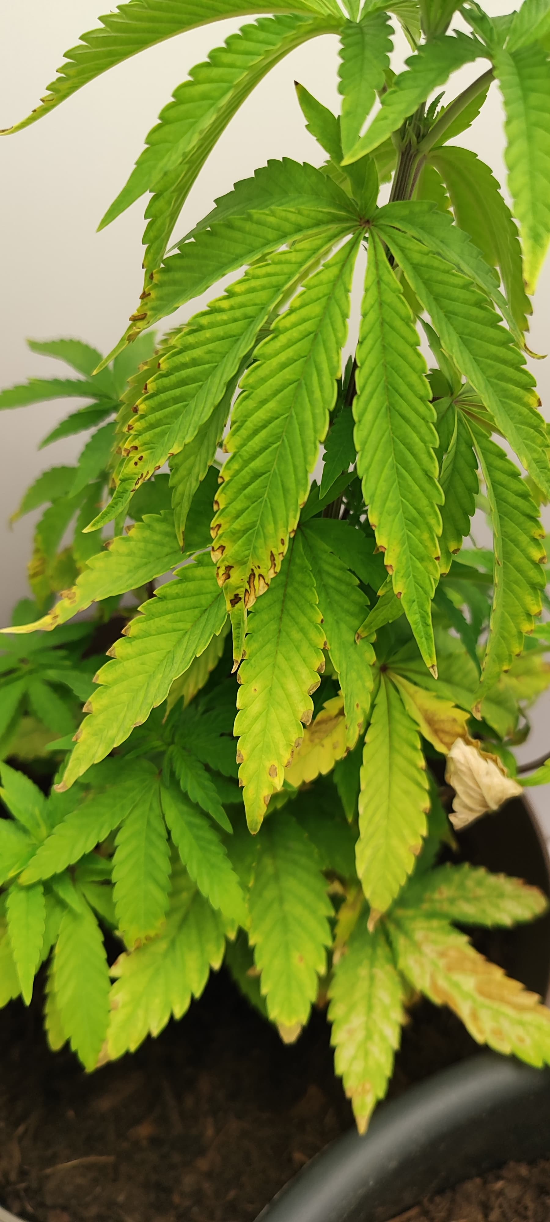 Blätter vertrocknen und sind hellgrün GrowProbleme Forum