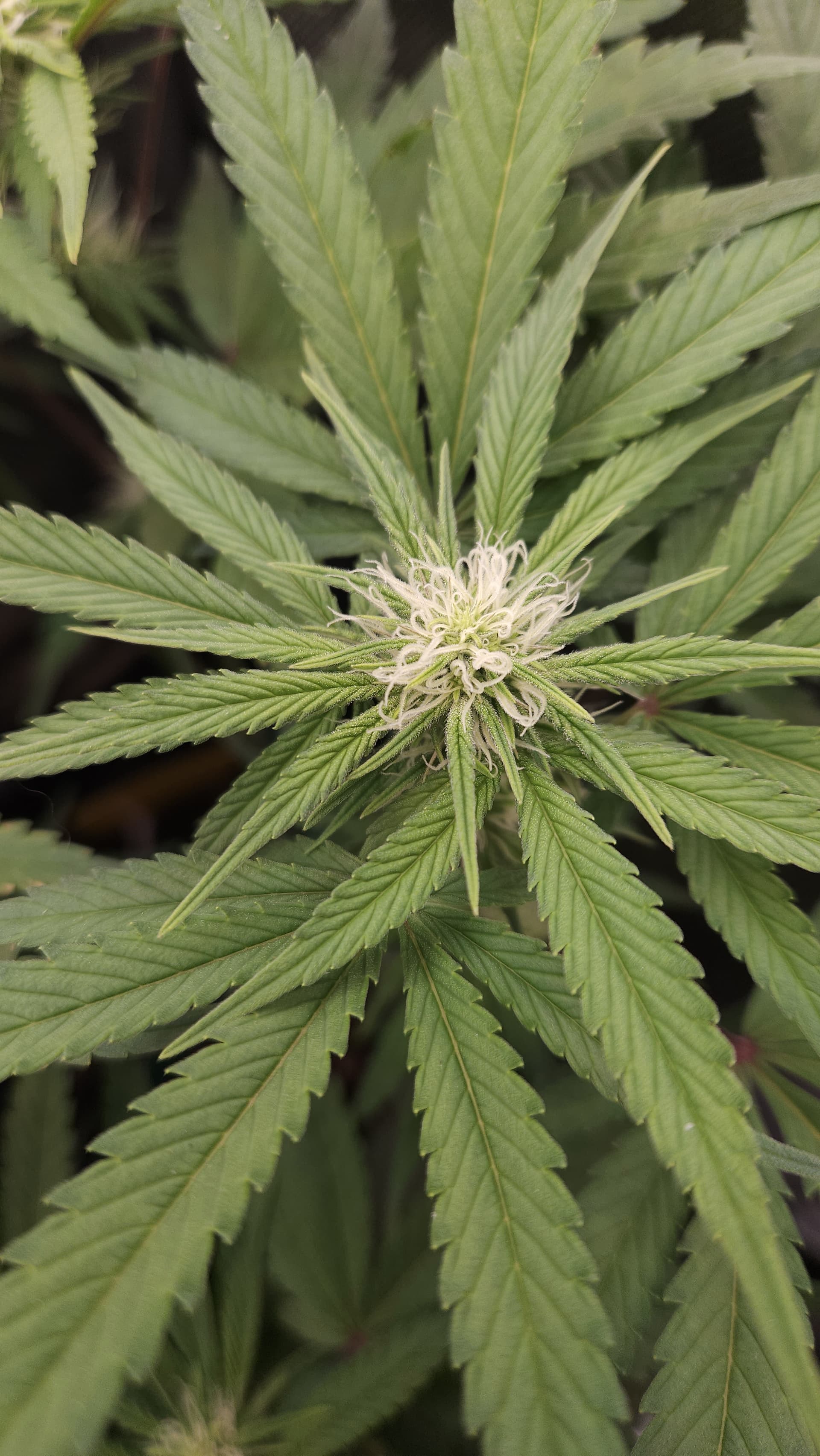 Überdüngung oder Mangel (Kalium?) GrowProbleme Forum