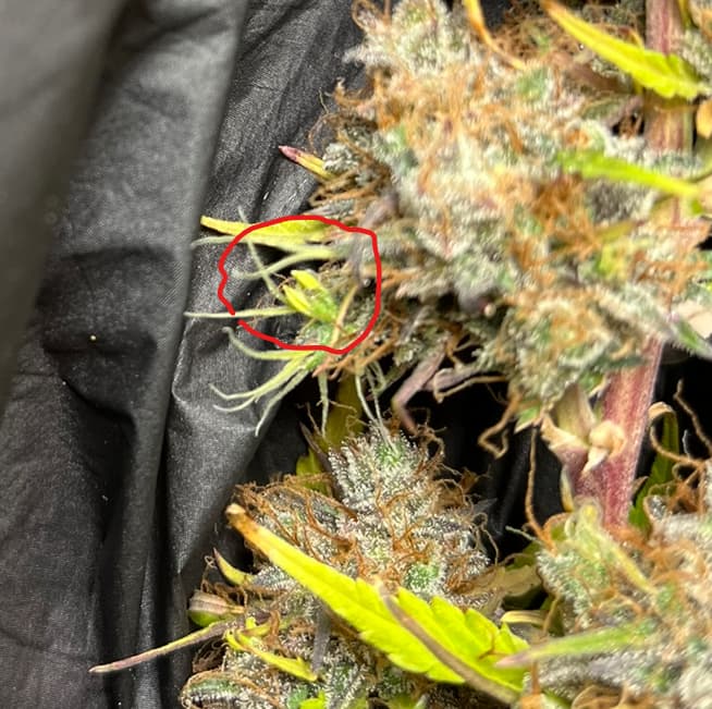 Growreport Bild 15