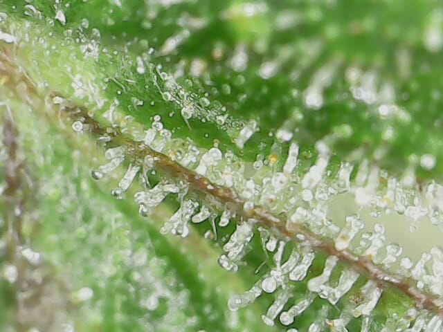 Trichome Swagi