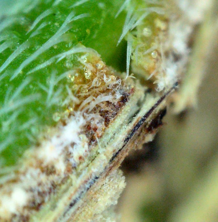 Grow25_0906_Mikros_08_graufaeule