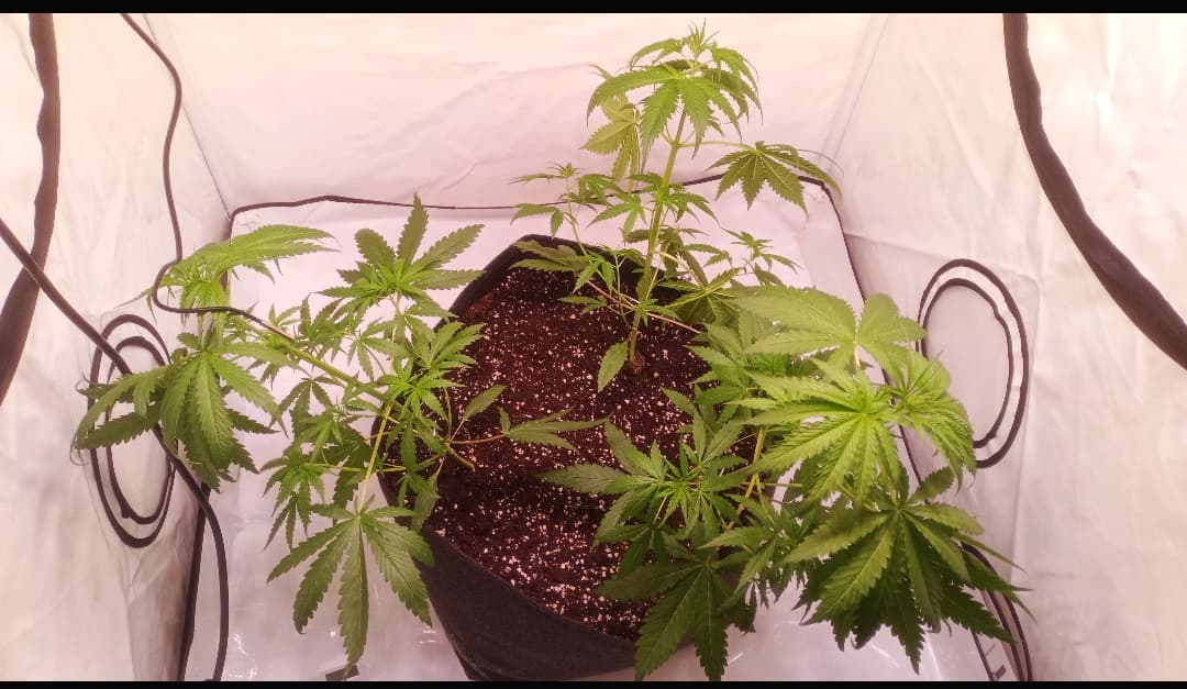 Growreport Bild 5