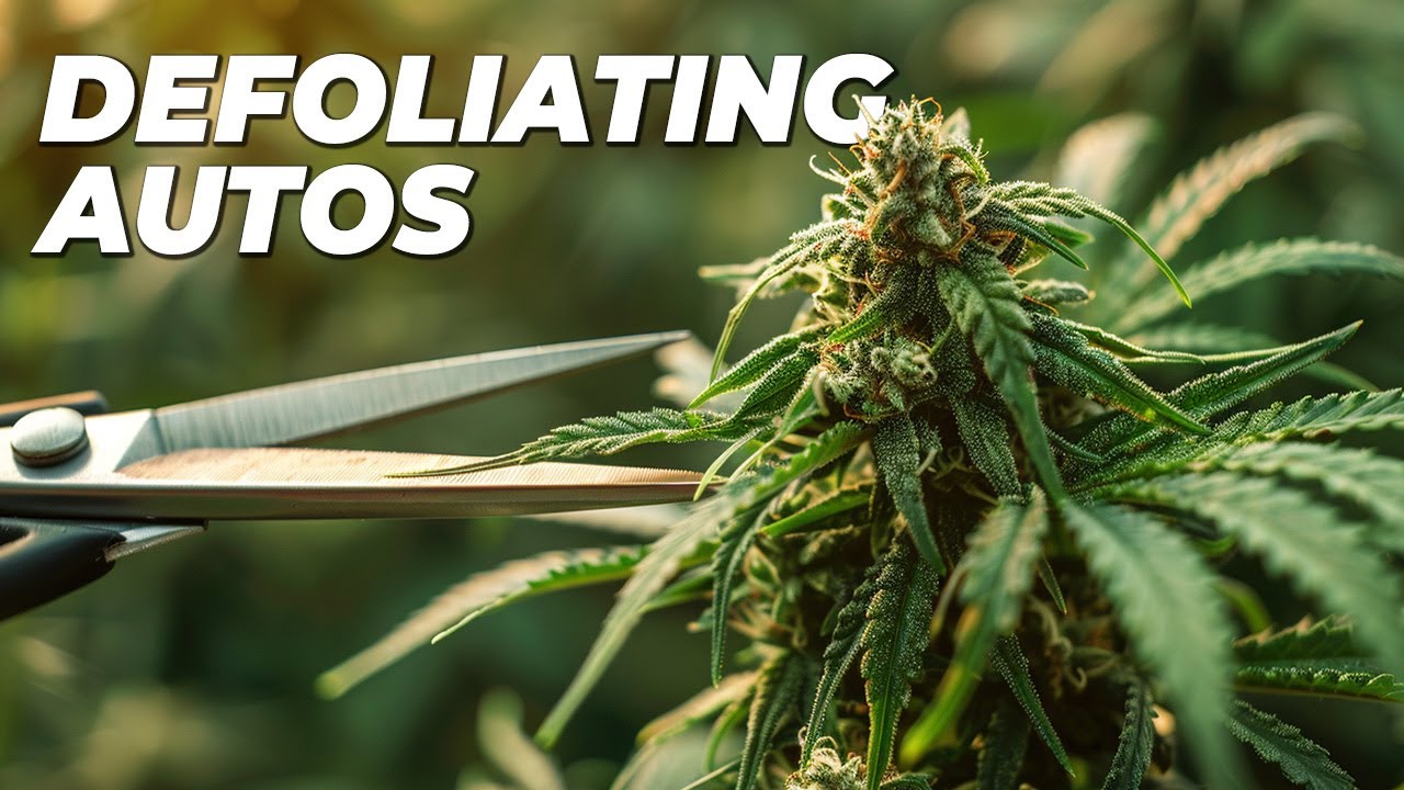 Is it Safe to Defoliate Autoflowering Cannabis?